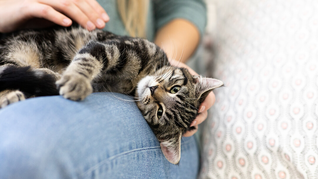 Cat showing cat affection while laying on owner’s lap
