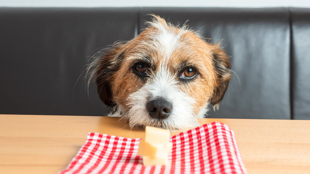 Dog looking curiously at cheese for safe consumption