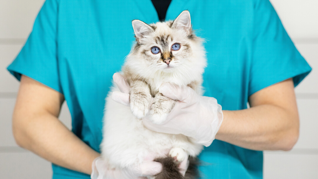 kitten at the vet