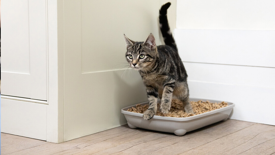 Our guide to kitten litter box training