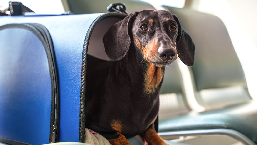 Dachshund in a bag on a plane