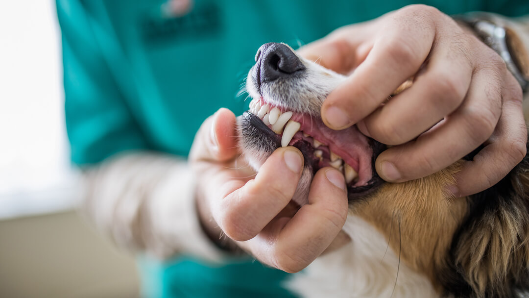 checking a dog's teeth