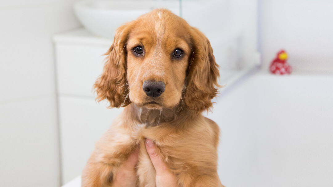 puppy being held over a bath