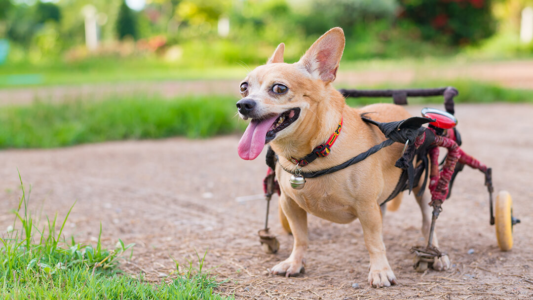 dog using wheelchair