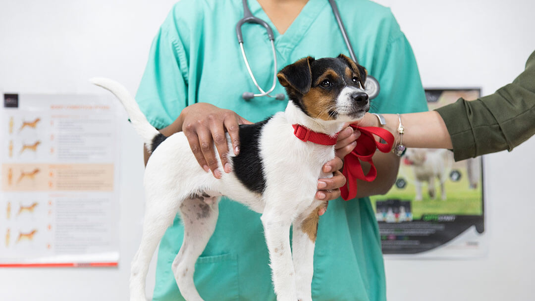 Dog examined at vets