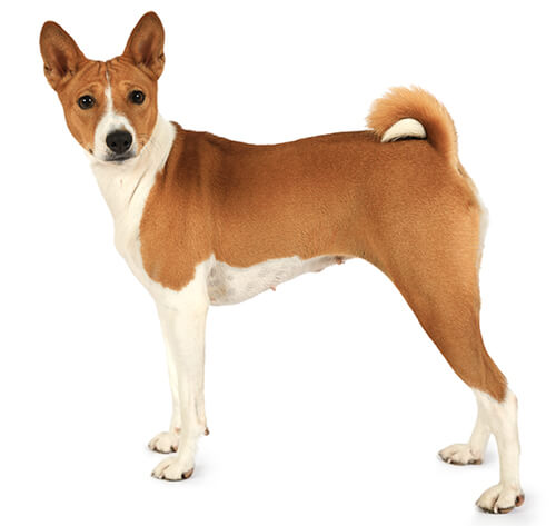 can a basenji and a labrador retriever be friends