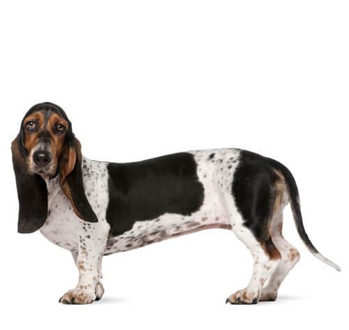 Basset Hound Dog Breed Information | Purina