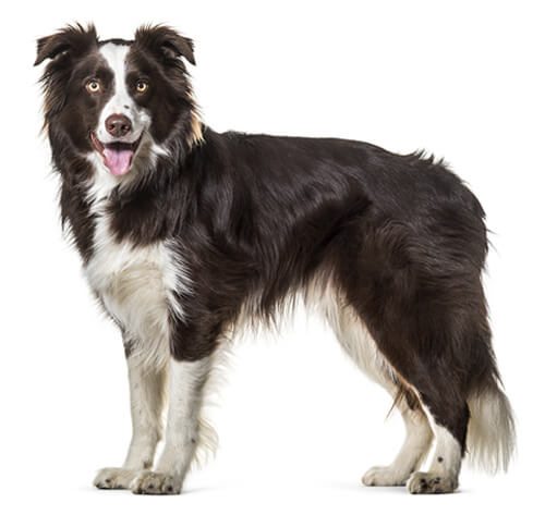 are collies safe with cats