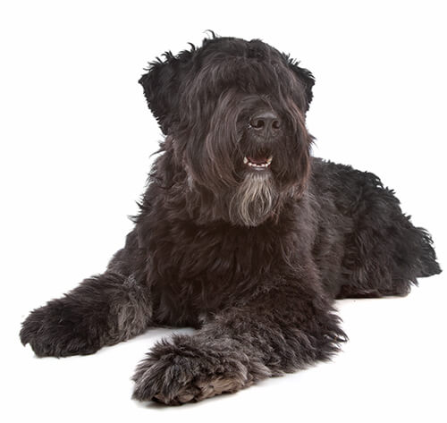 Bouvier des Flandres Dog Breed Information | Purina