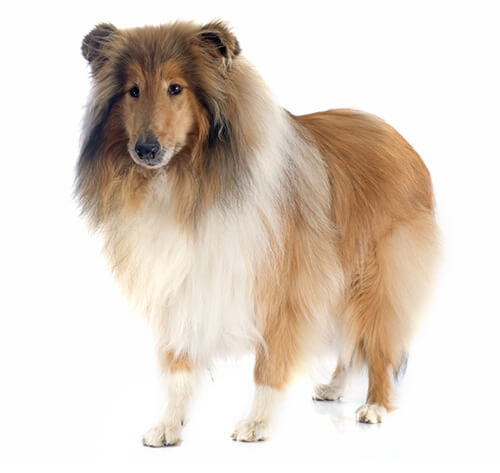 Rough Collie - Wikipedia