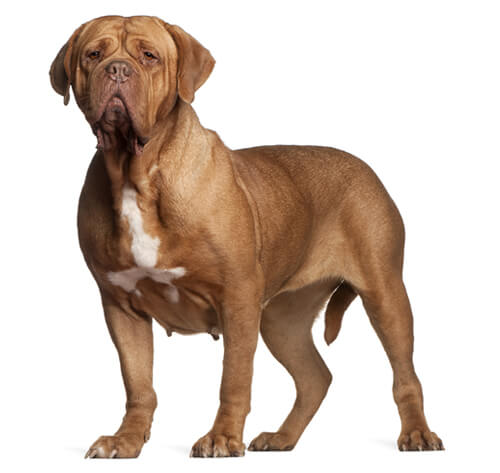 is french mastiff a good family dog