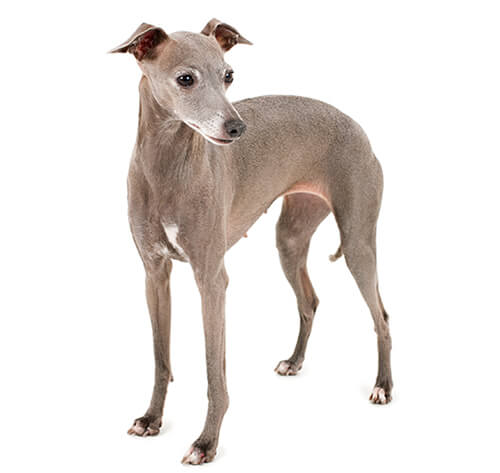 are greyhounds good pets