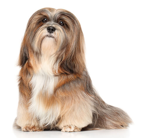 Lhasa Apso Dog Breed Information | Purina Lhasa Apso Dog Breed Information | Purina