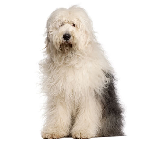 Pastor ingles  English dogs, Old english sheepdog, English shepherd