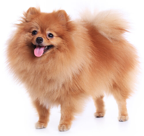 Pomeranian Dog Breed Information | Purina