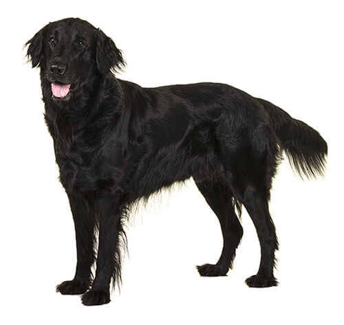 black haired retriever