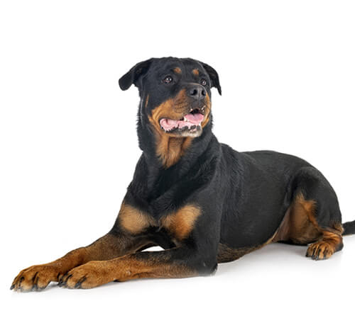 Rottweiler Dog Breed Information | Purina