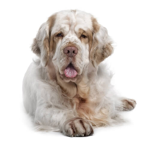 Clumber Spaniel-hunderase profilbilde hobbyhund rasedatabase