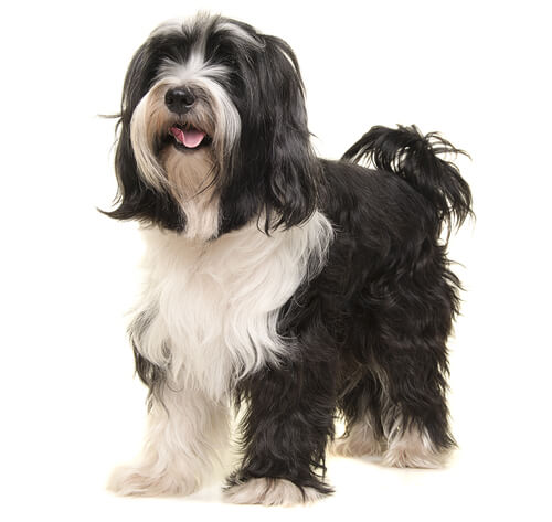 Tibetan Terrier Dog Breed Information | Purina