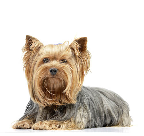 Yorkshire Terrier Dog Breed Information | Purina