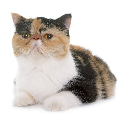 Exotic Shorthair Cat Breed Information | Purina Exotic Shorthair Cat Breed Information | Purina