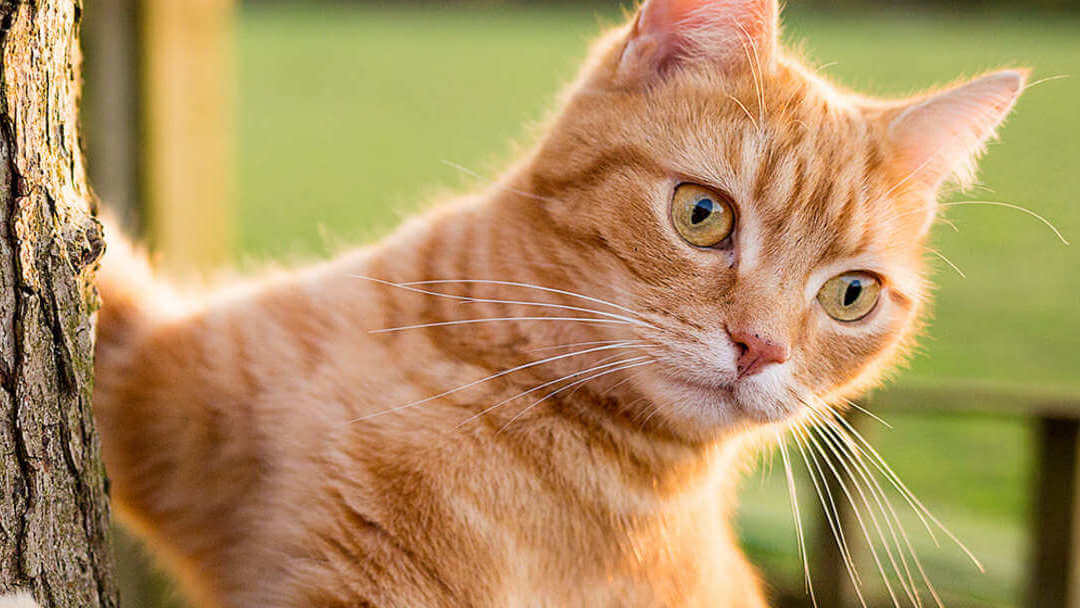 Ginger Cat with cat microchipping climbing a tree