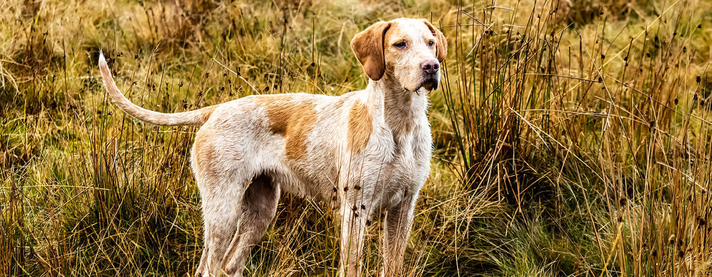 Dog is standing in the field and looking ahead