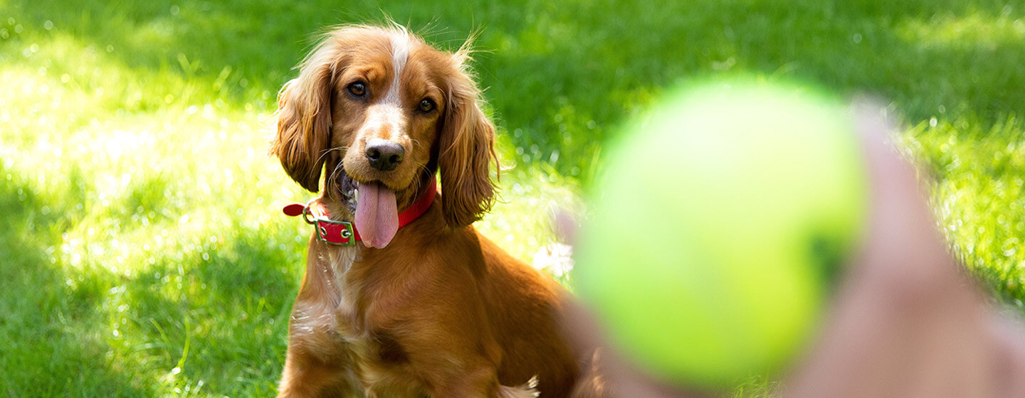 playing ball with spaniel