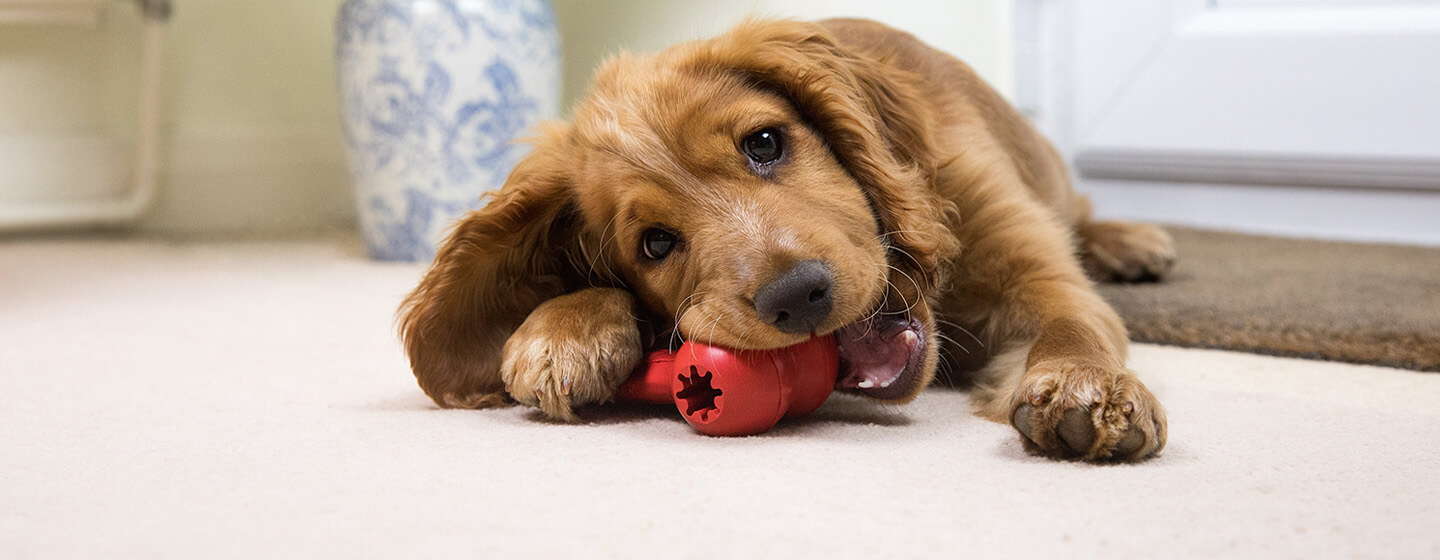 puppy chewing on a red toy