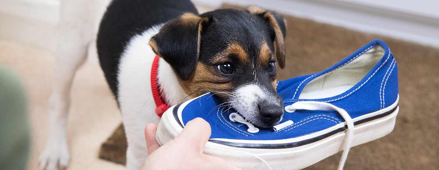puppy chewing on blue shoe