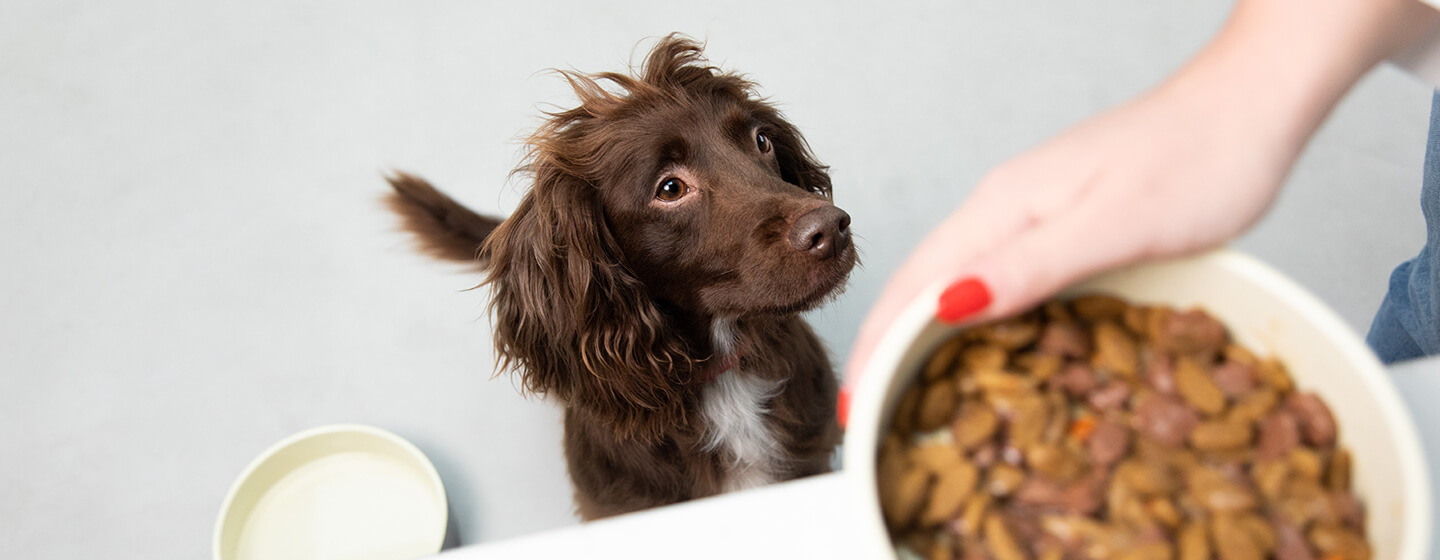 spaniel looking up at dog food bowl