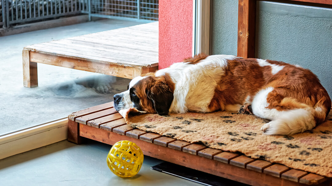 dog sitting on the floor in a kennel