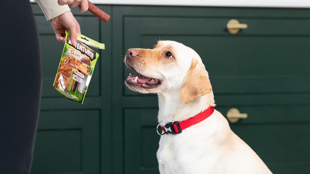 labrador excited for adventuros treat