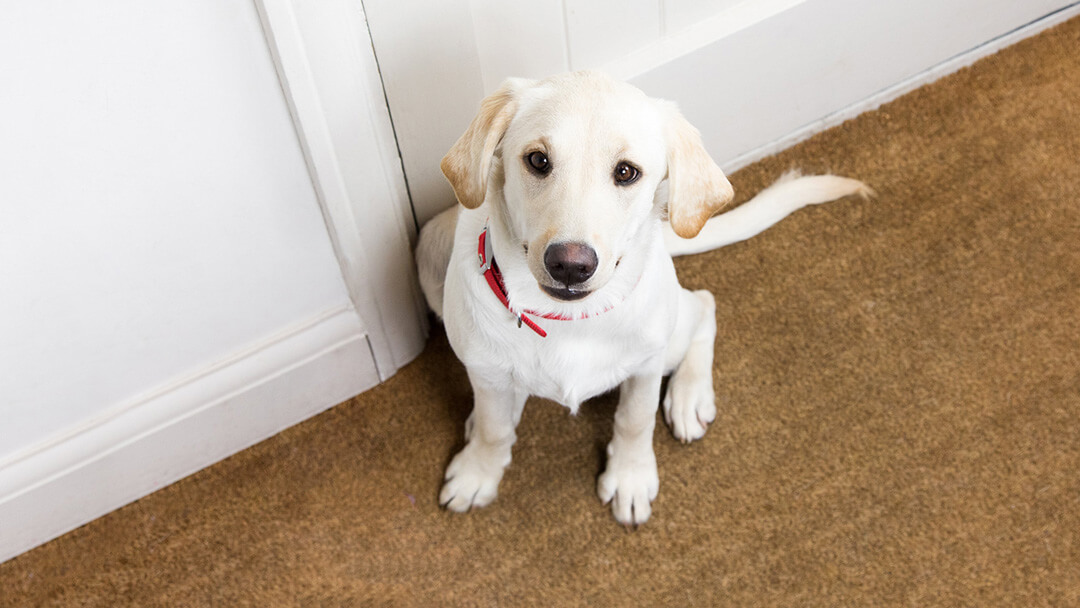 labrador puppy looking sad at door