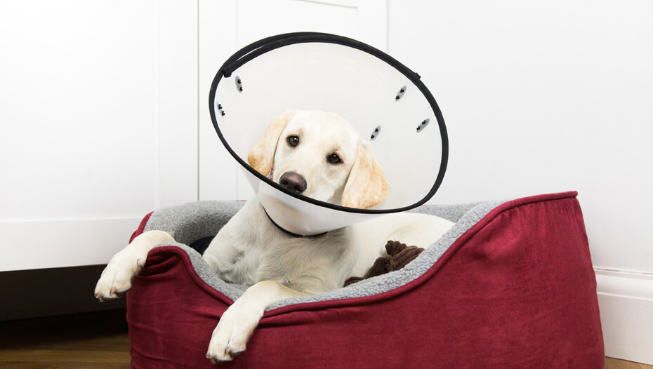 Puppy Neutering - Your Questions Answered | Purina Puppy Neutering - Your Questions Answered | Purina