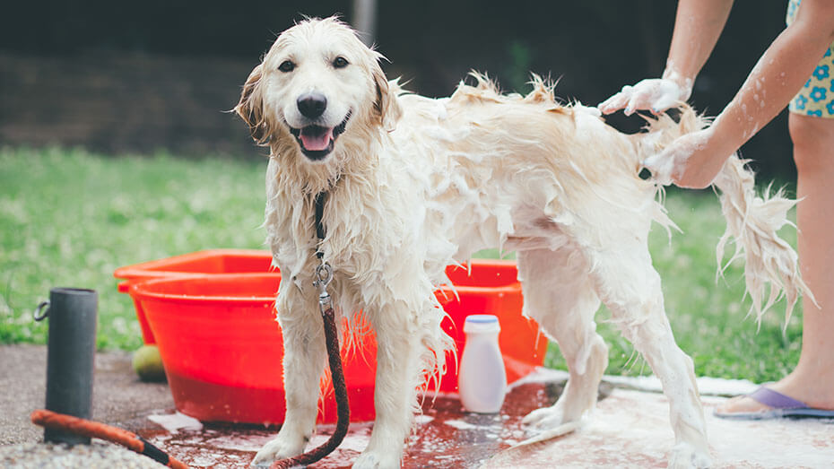 White big dog washed in the backyard