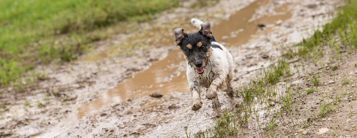 Jack russell terrier dog is running fast over a wet dirty path