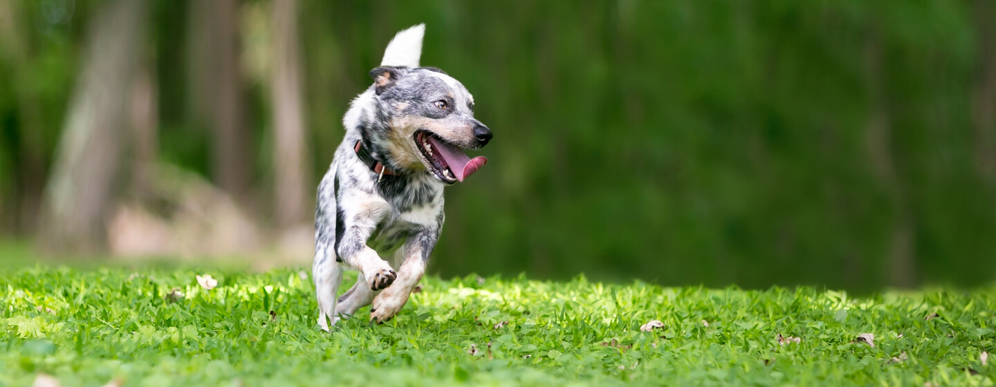 Dog running