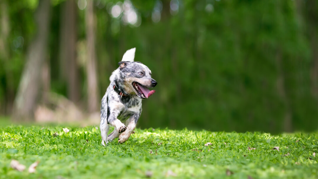 dog having dog zoomies