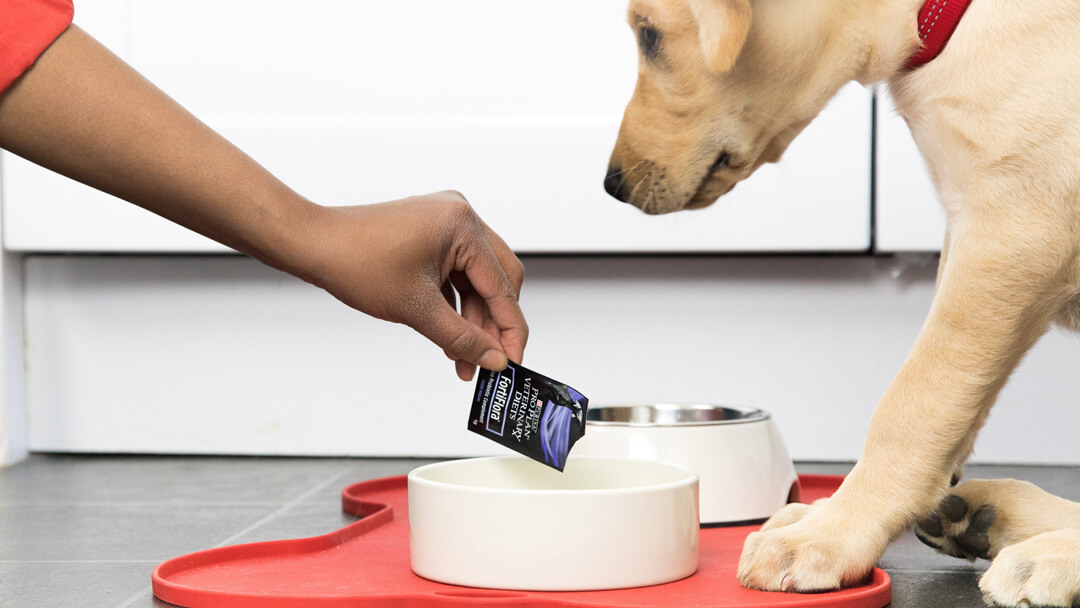 Owner adding probiotics to the bowl for dogs' gut health