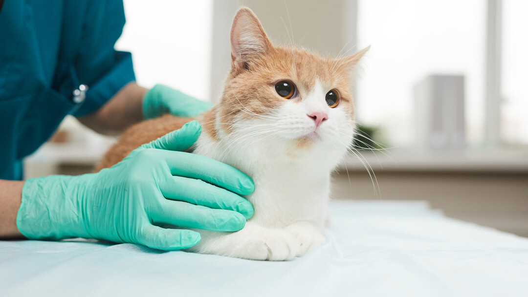 Woman inspecting abscess from a cat bite