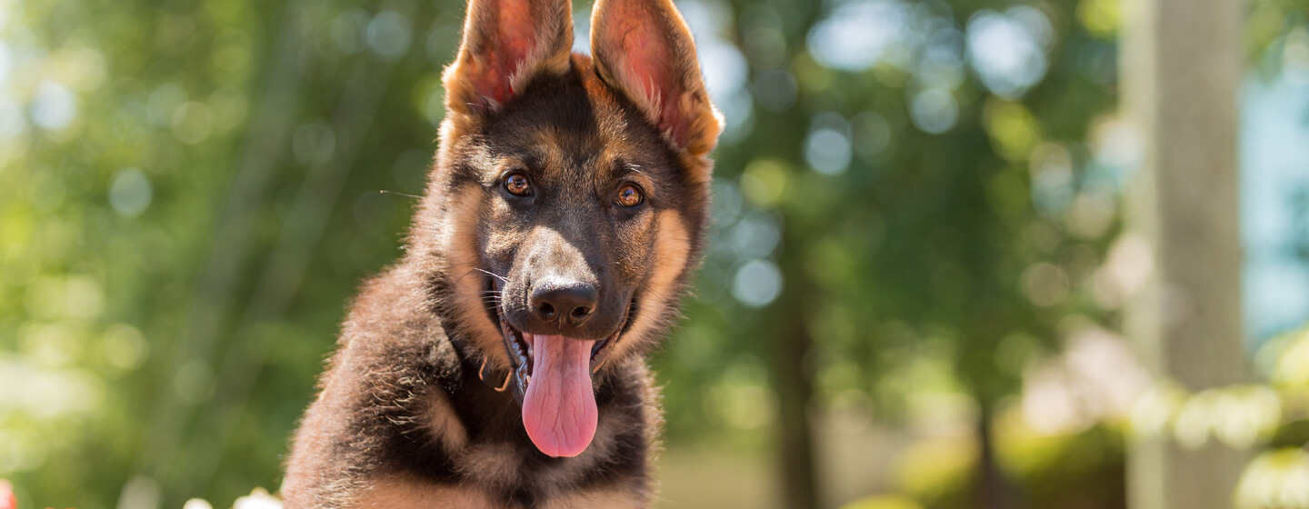 The Best German Shepherd Dog Names | Purina