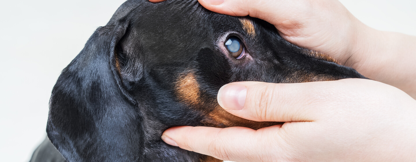 can glaucoma be treated in dogs