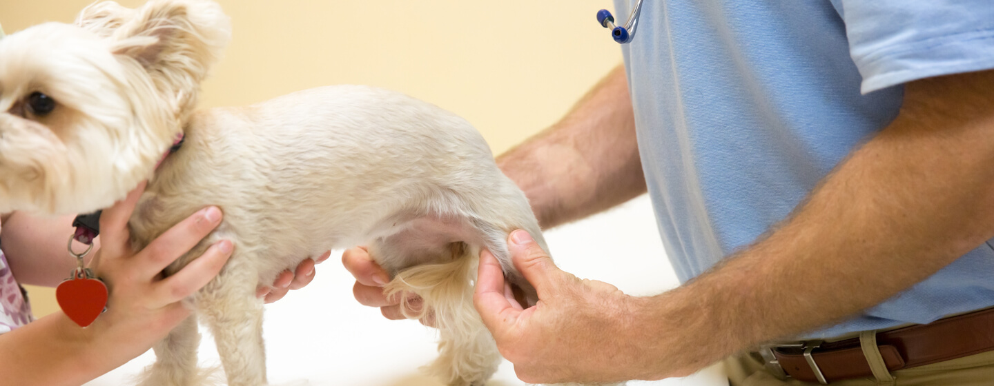 Vet checking a dog's paw