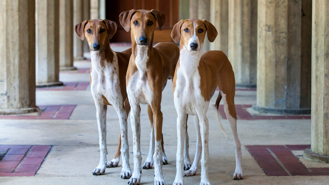 Three dog's standing