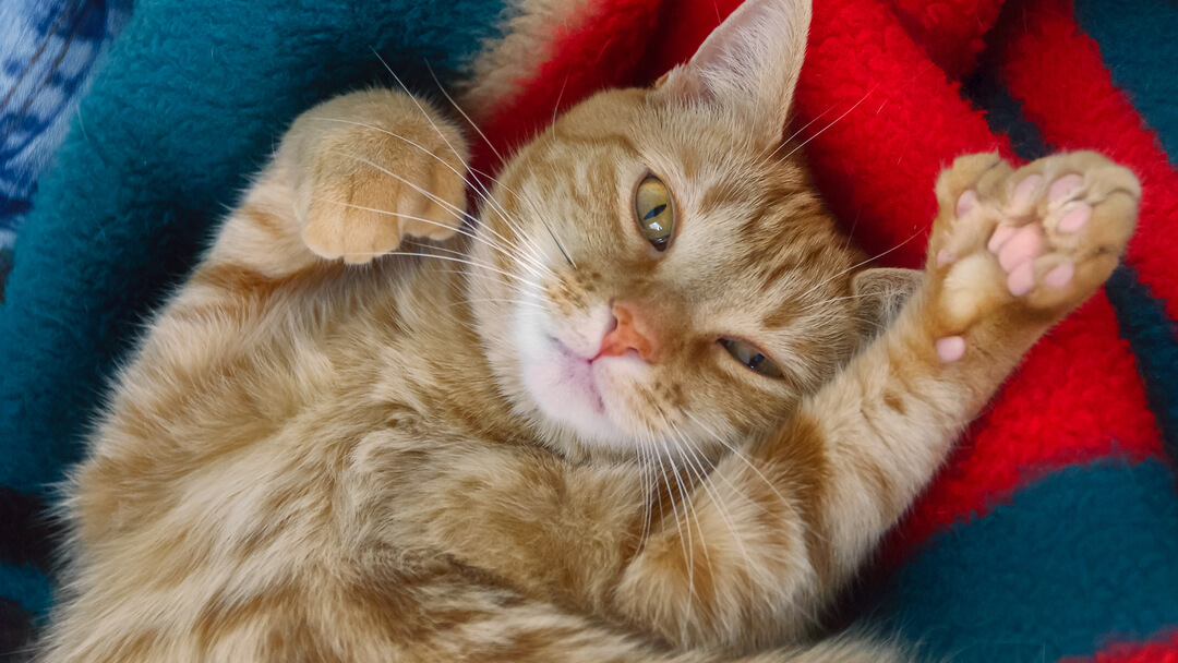 Cat on the blanket