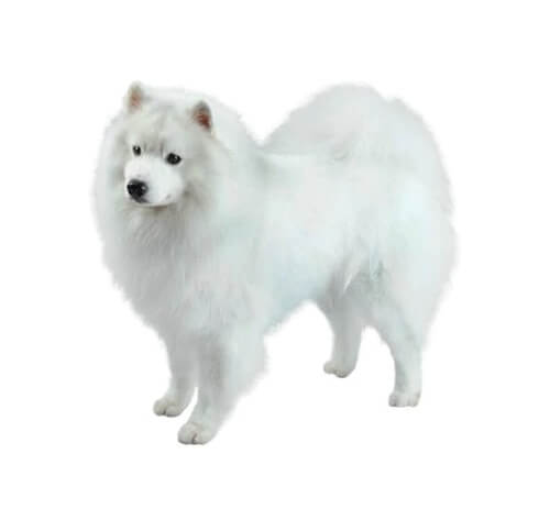 a dog which looks like american eskimo but bigger