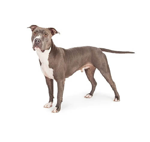 can a american staffordshire terrier guard a home