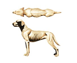 dogs body 1