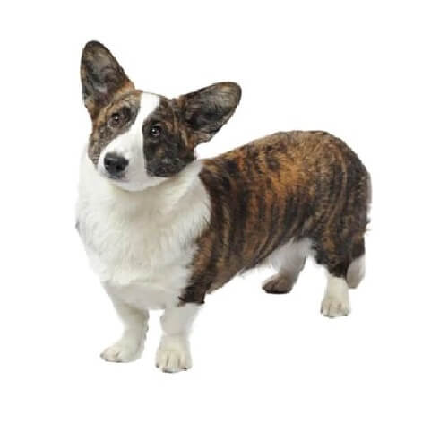 The cardigan sales welsh corgi
